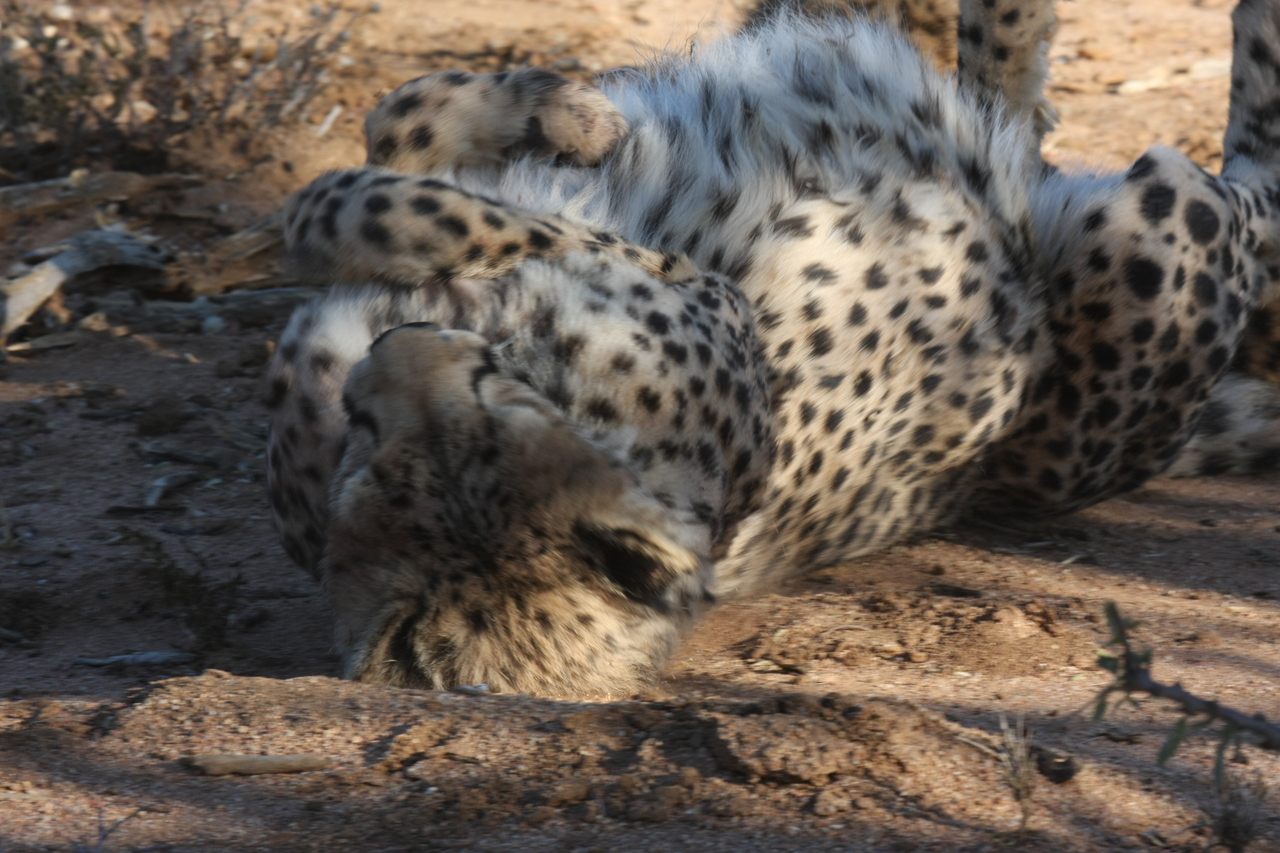 [1557] 2016_06_22_03_11_52_Africa_Canon_EOS_40D_IMG__07785.jpg
