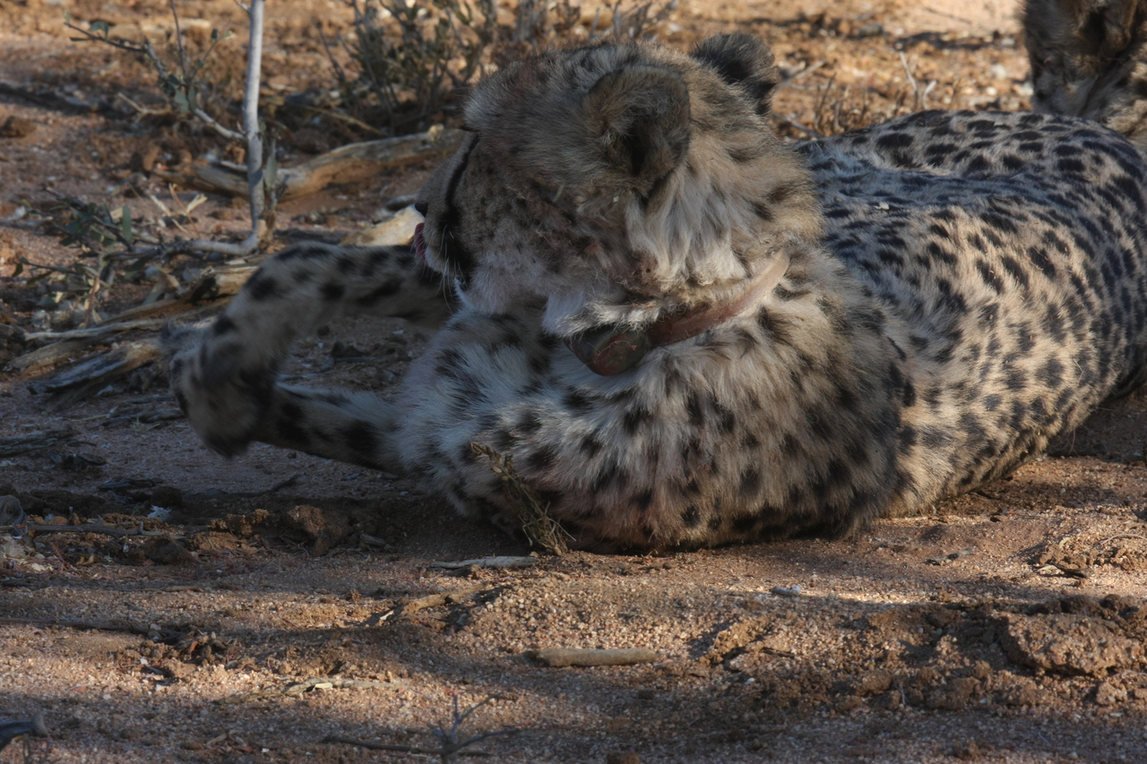 [1560] 2016_06_22_03_11_53_Africa_Canon_EOS_40D_IMG__00340.jpg