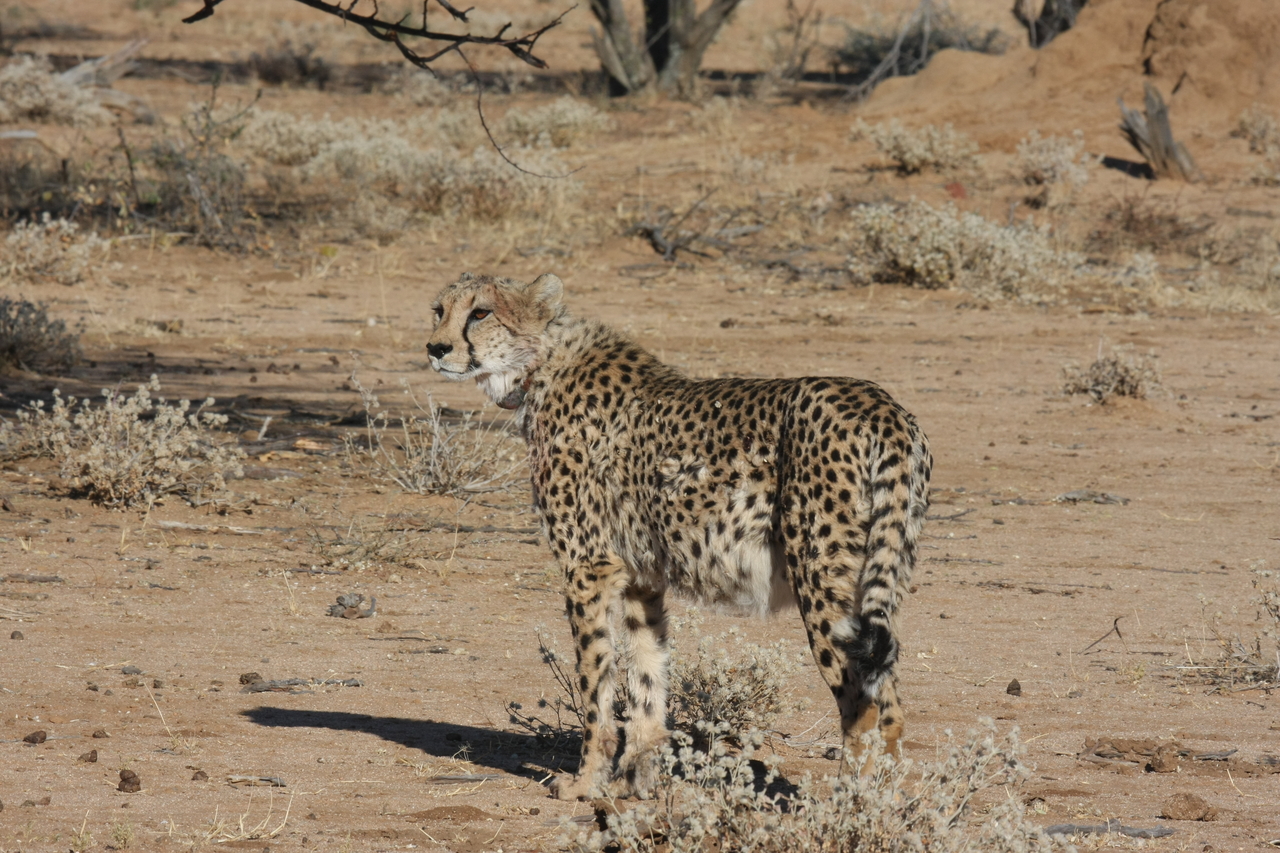 [1589] 2016_06_22_03_12_59_Africa_Canon_EOS_40D_IMG__07793.jpg