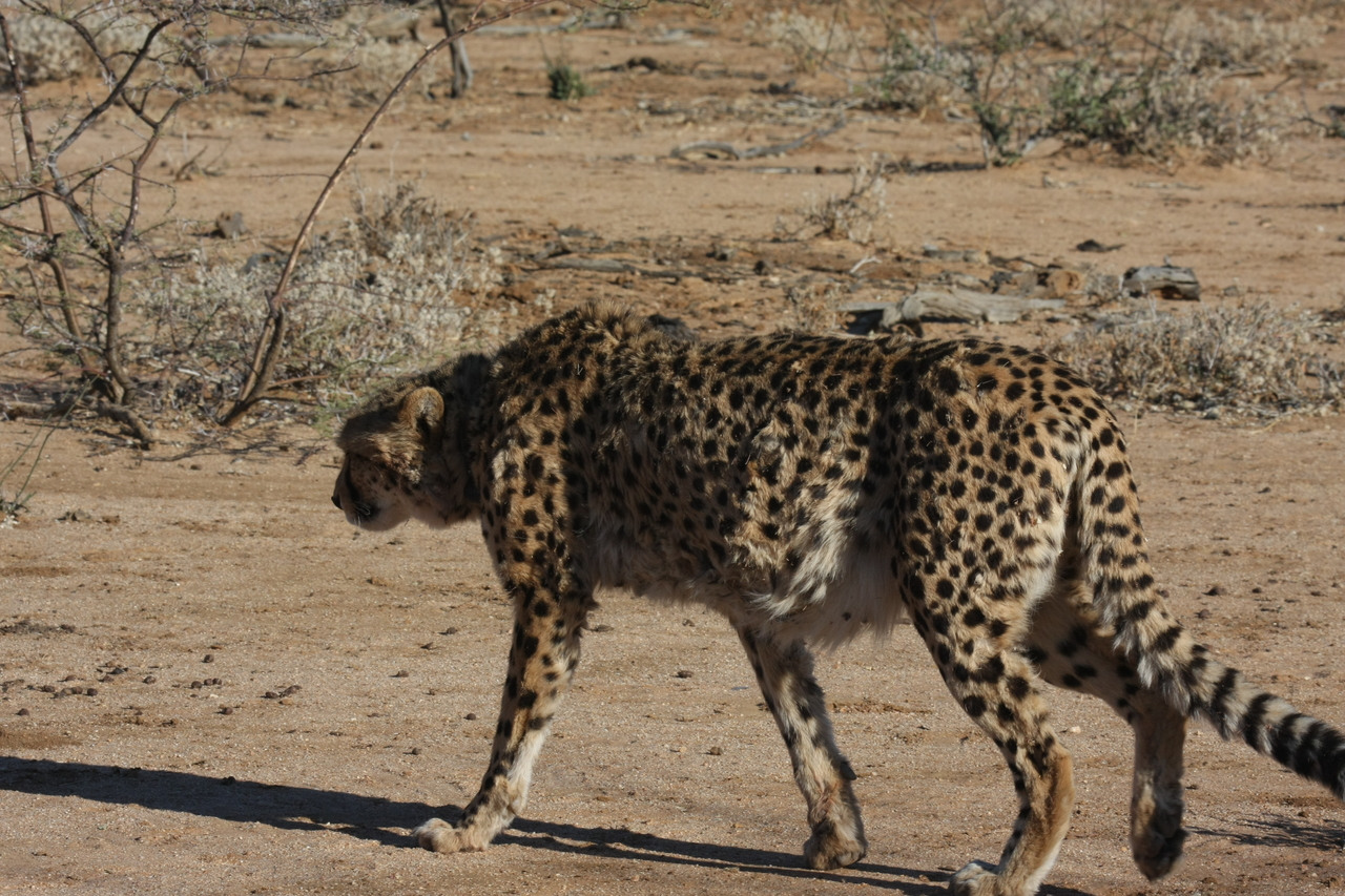 [1595] 2016_06_22_03_13_08_Africa_Canon_EOS_40D_IMG__00348.jpg