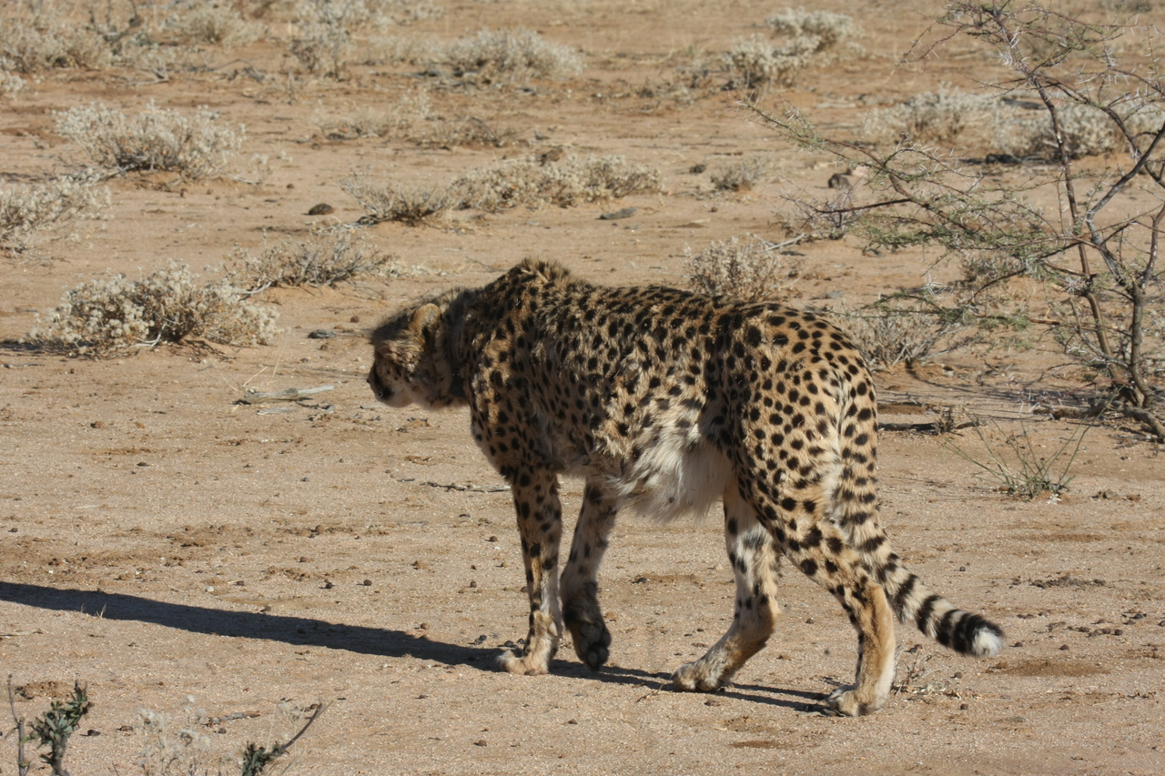 [1601] 2016_06_22_03_13_11_Africa_Canon_EOS_40D_IMG__00331.jpg