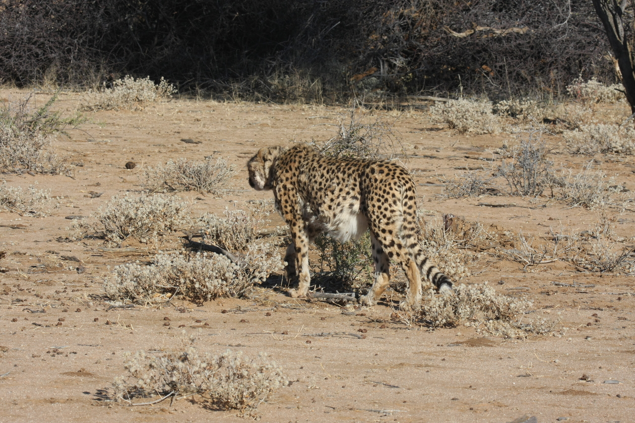[1617] 2016_06_22_03_13_26_Africa_Canon_EOS_40D_IMG__07801.jpg