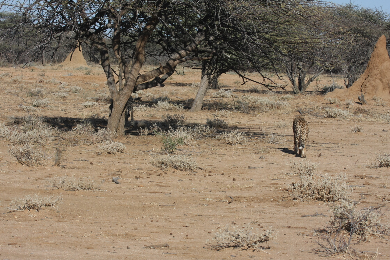 [1619] 2016_06_22_03_13_54_Africa_Canon_EOS_40D_IMG__00337.jpg
