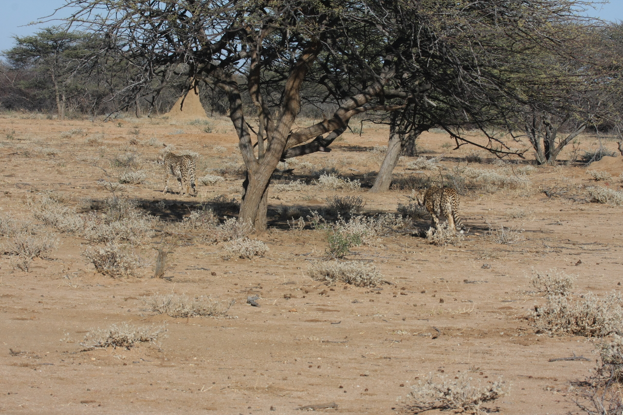 [1633] 2016_06_22_03_13_59_Africa_Canon_EOS_40D_IMG__07807.jpg