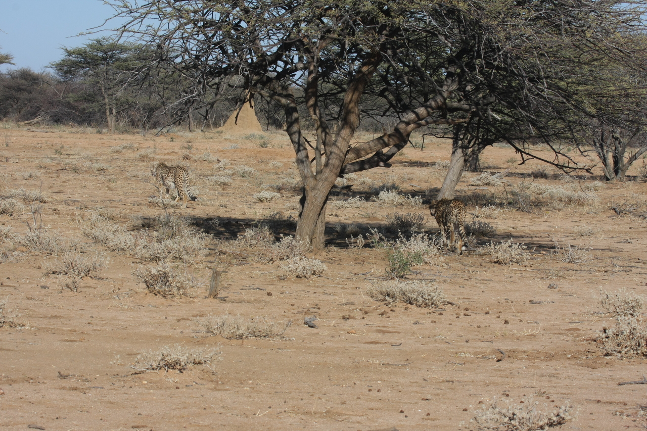 [1636] 2016_06_22_03_14_02_Africa_Canon_EOS_40D_IMG__07808.jpg