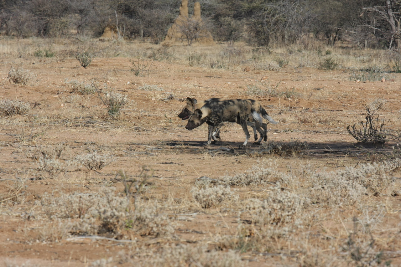 [1651] 2016_06_22_03_18_57_Africa_Canon_EOS_40D_IMG__07809.jpg