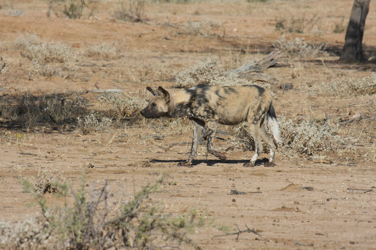 [1664] 2016_06_22_03_19_35_Africa_Canon_EOS_40D_IMG__07814.jpg