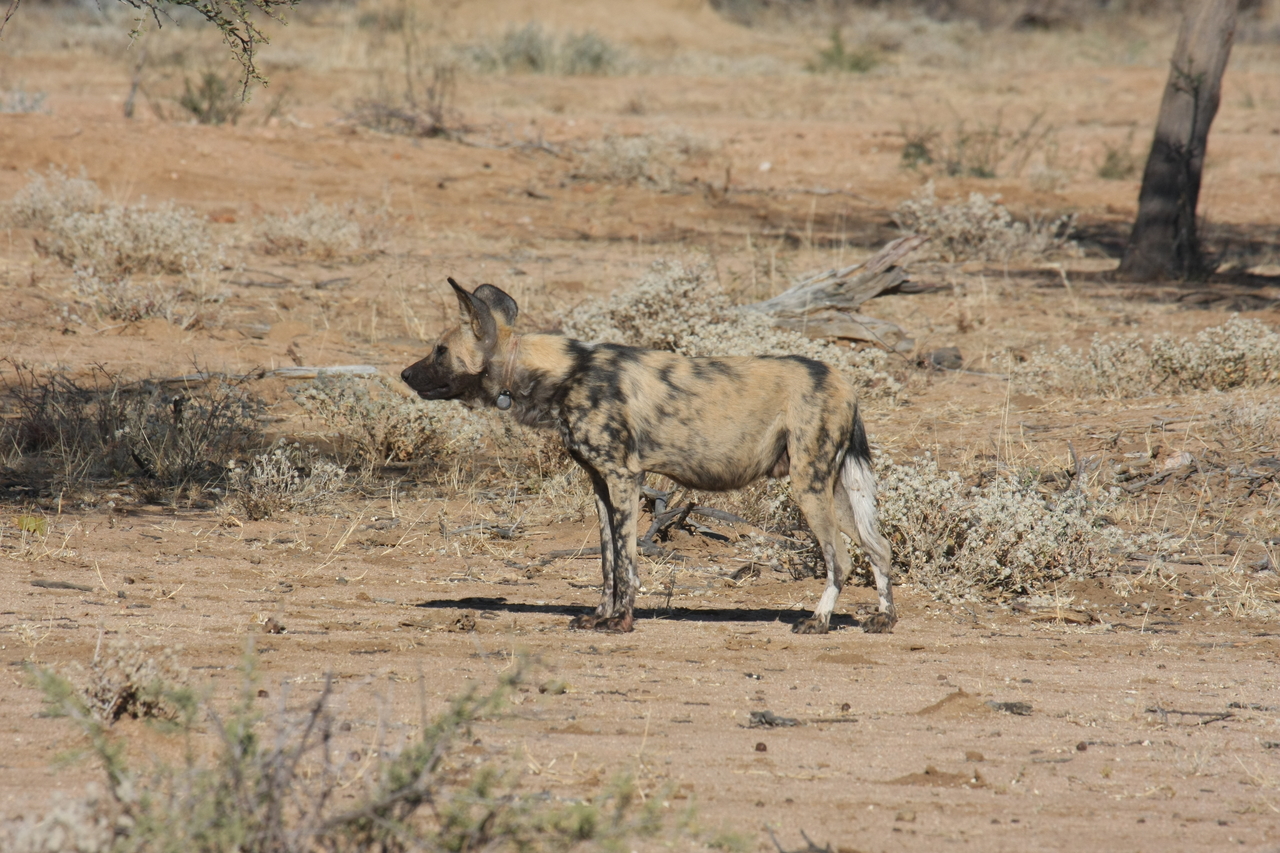 [1670] 2016_06_22_03_19_37_Africa_Canon_EOS_40D_IMG__07816.jpg