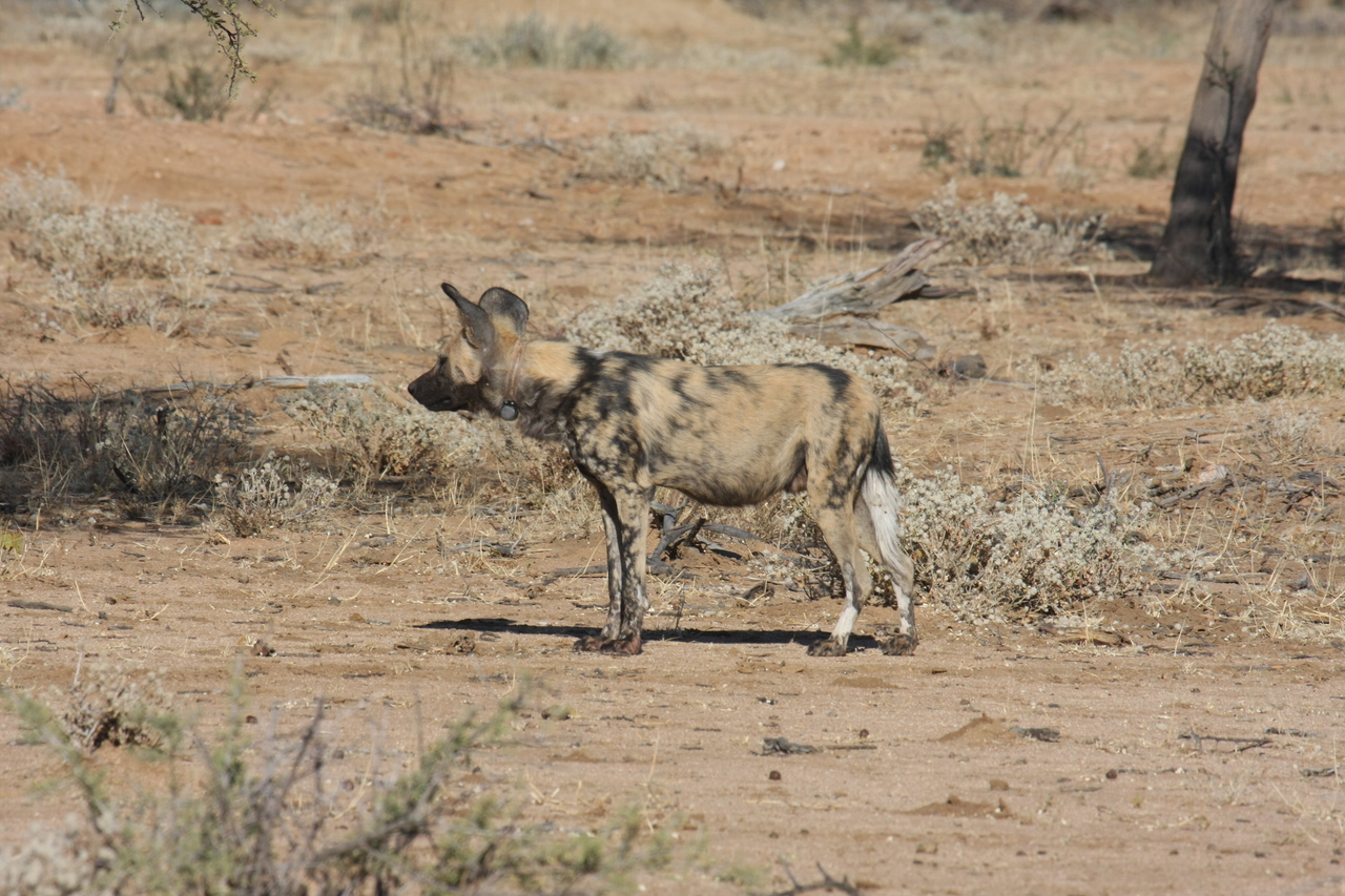 [1673] 2016_06_22_03_19_38_Africa_Canon_EOS_40D_IMG__07817.jpg