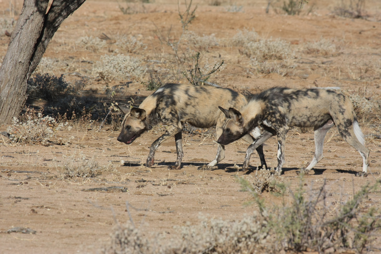 [1703] 2016_06_22_03_19_55_Africa_Canon_EOS_40D_IMG__00363.jpg