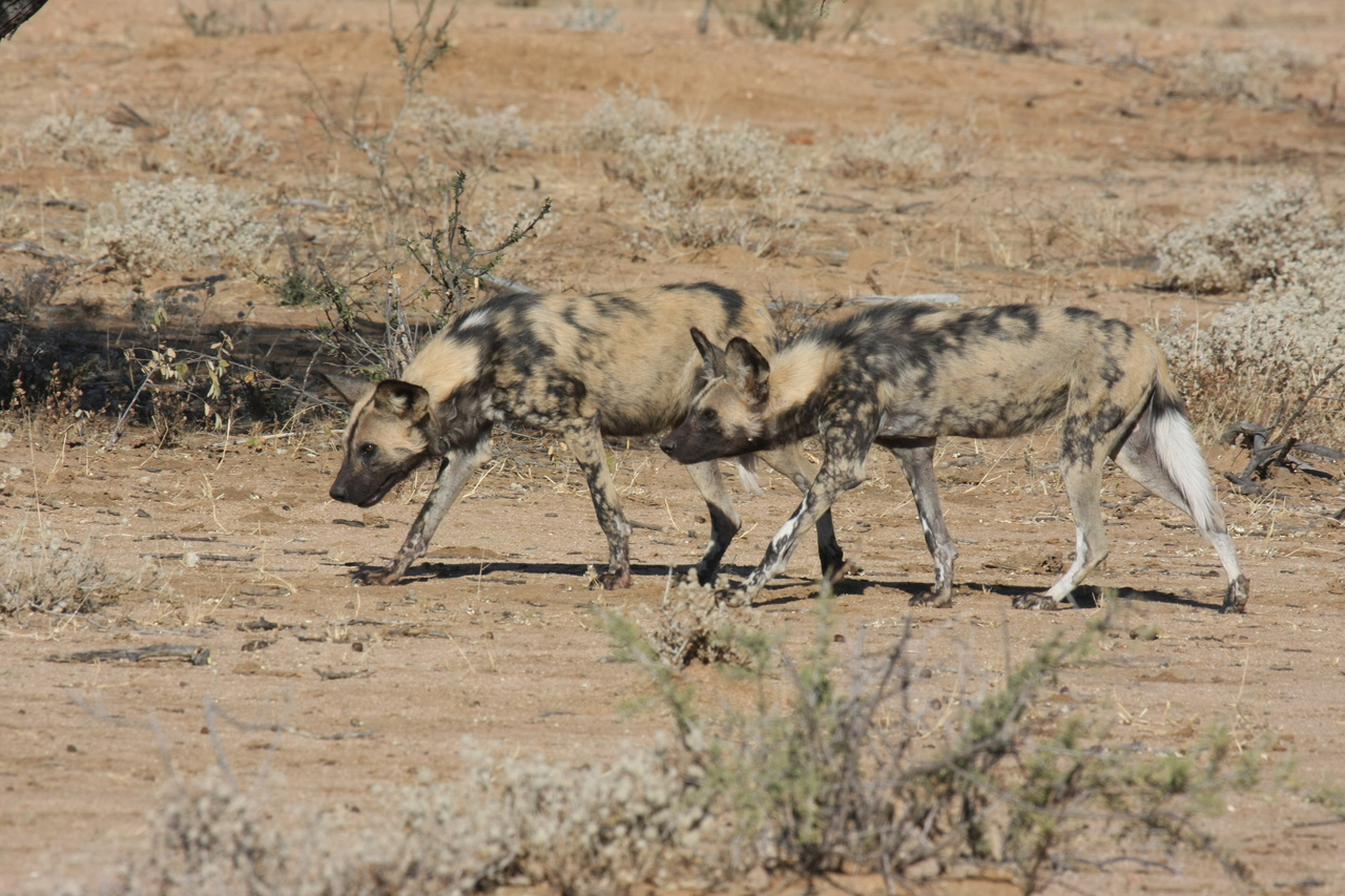 [1708] 2016_06_22_03_19_55_Africa_Canon_EOS_40D_IMG__07828.jpg