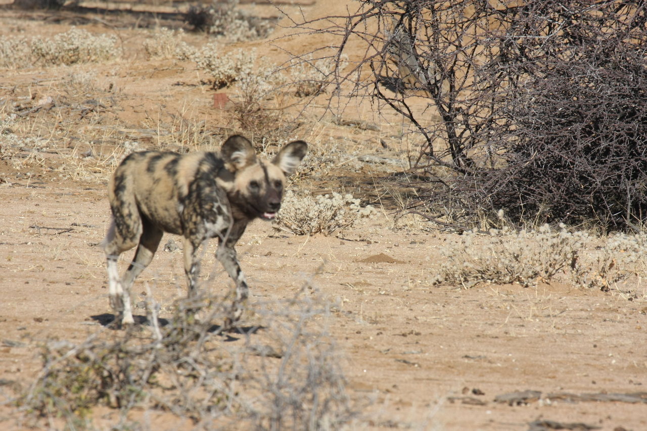 [1736] 2016_06_22_03_20_14_Africa_Canon_EOS_40D_IMG__07838.jpg