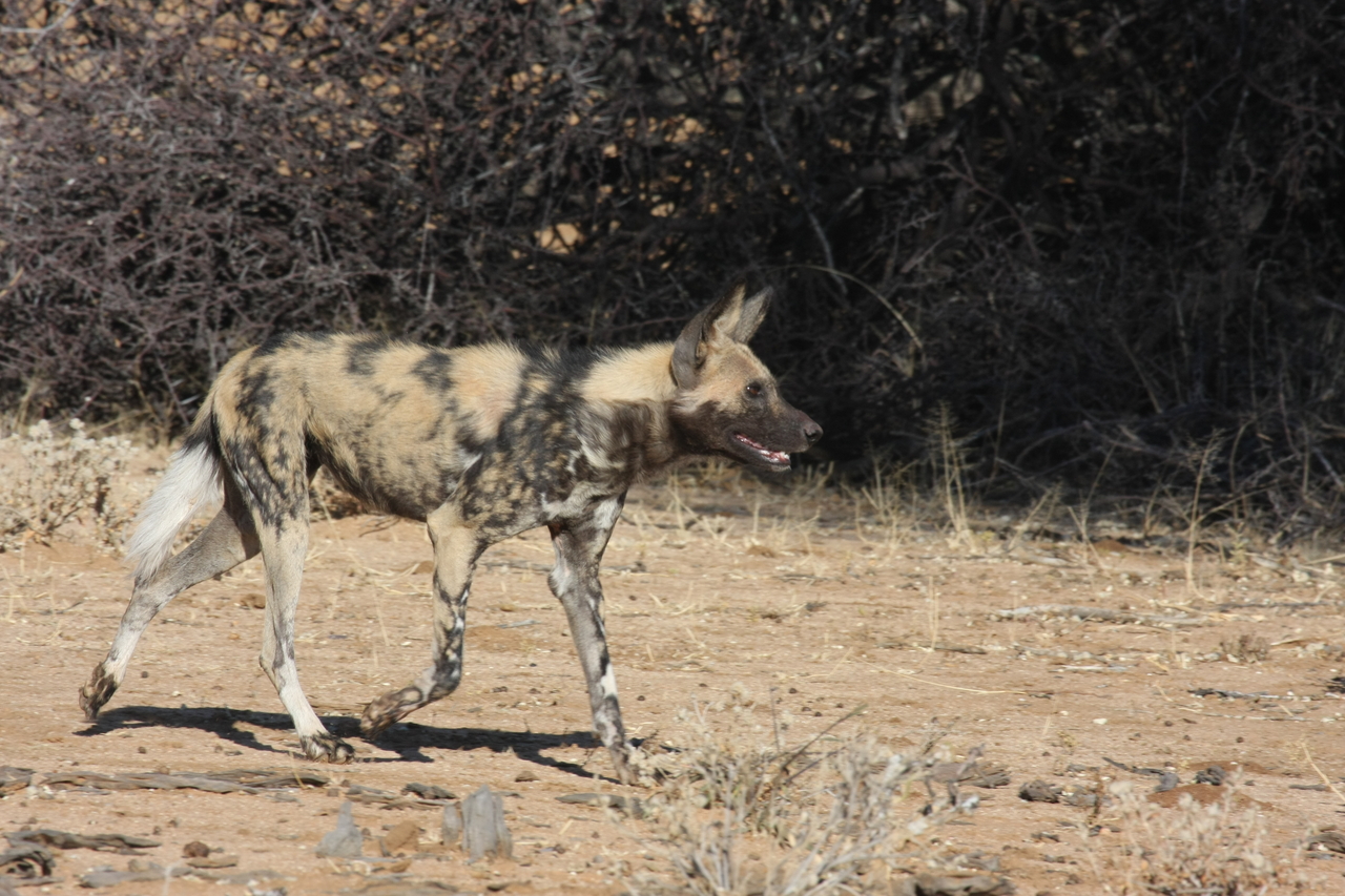 [1742] 2016_06_22_03_20_15_Africa_Canon_EOS_40D_IMG__07840.jpg