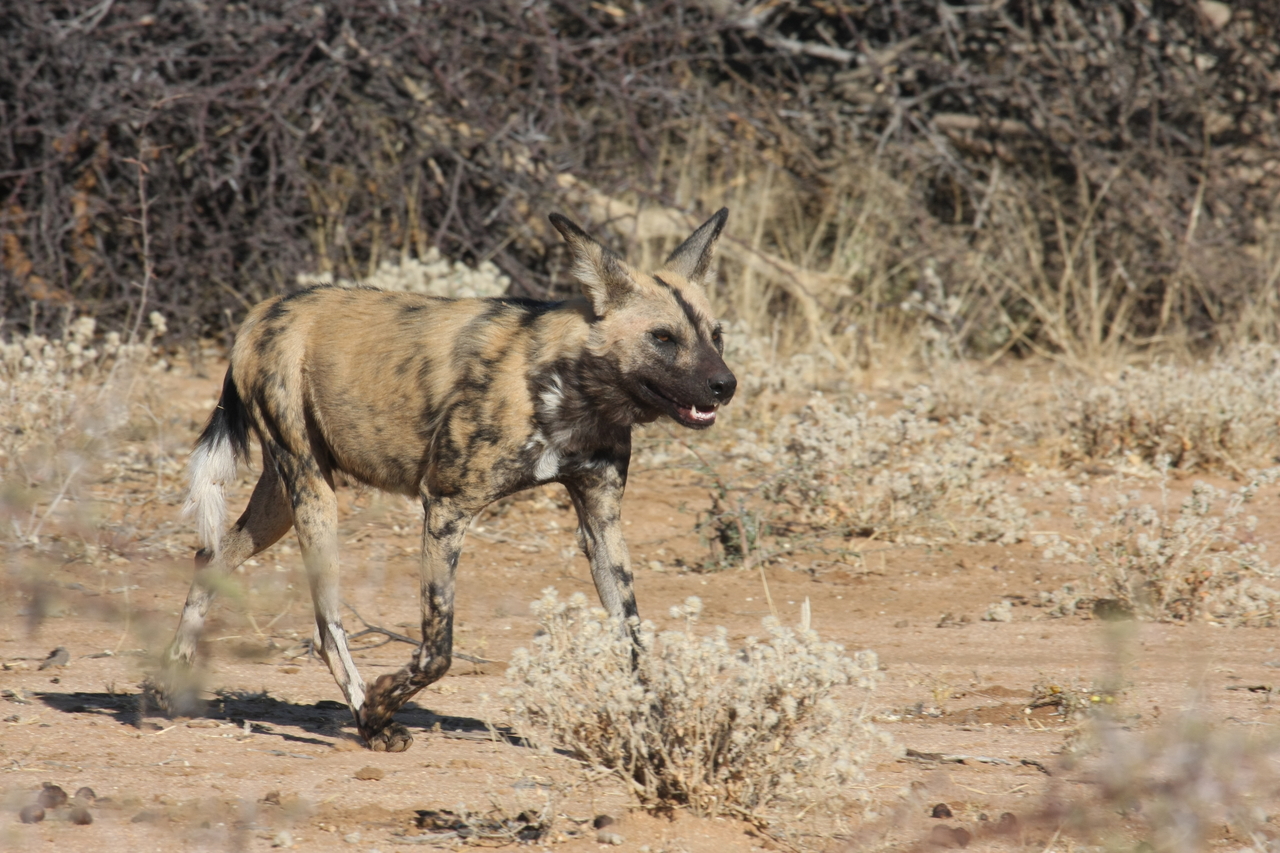 [1752] 2016_06_22_03_20_23_Africa_Canon_EOS_40D_IMG__07842.jpg