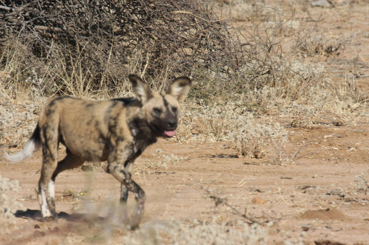 [1754] 2016_06_22_03_20_24_Africa_Canon_EOS_40D_IMG__00378.jpg