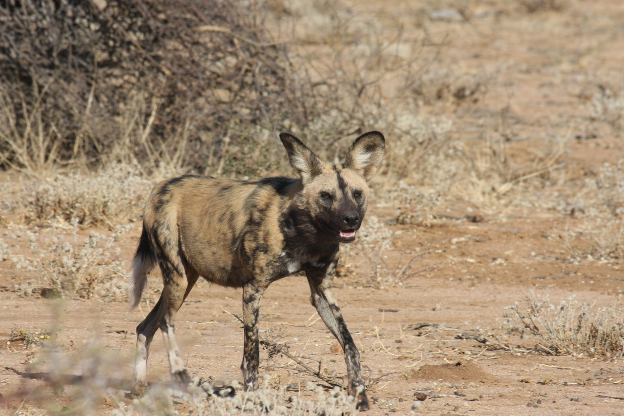 [1761] 2016_06_22_03_20_24_Africa_Canon_EOS_40D_IMG__07845.jpg