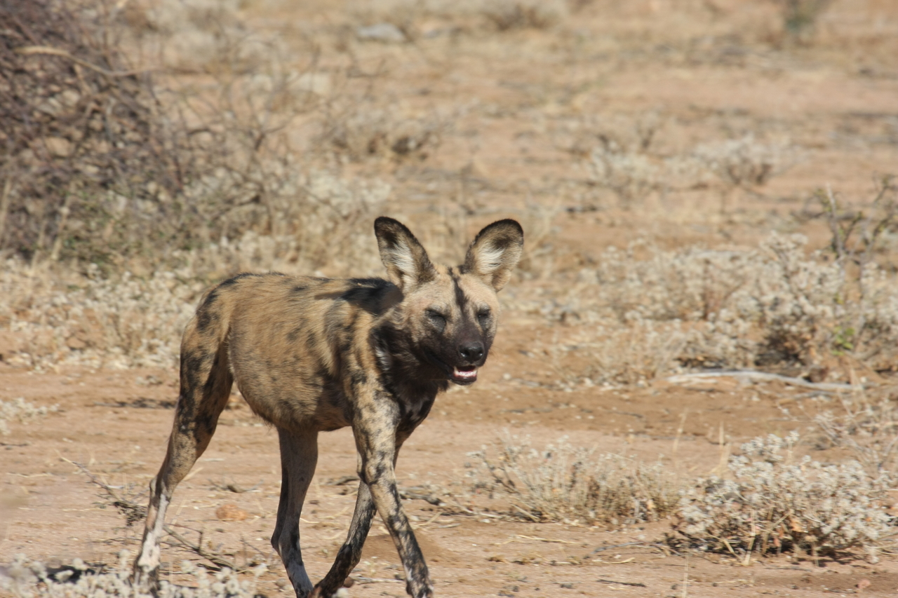 [1762] 2016_06_22_03_20_24_Africa_Canon_EOS_40D_IMG__07846.jpg