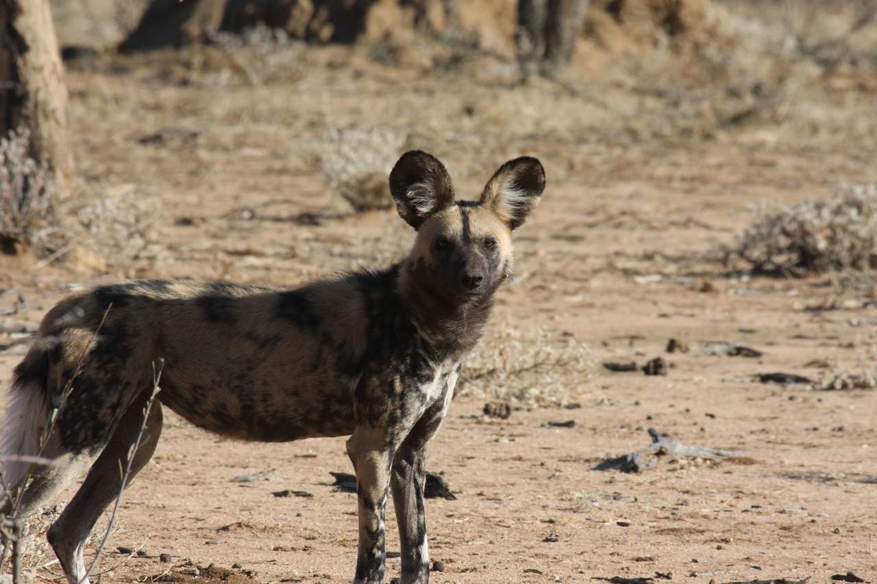 [1772] 2016_06_22_03_20_37_Africa_Canon_EOS_40D_IMG__00384.jpg