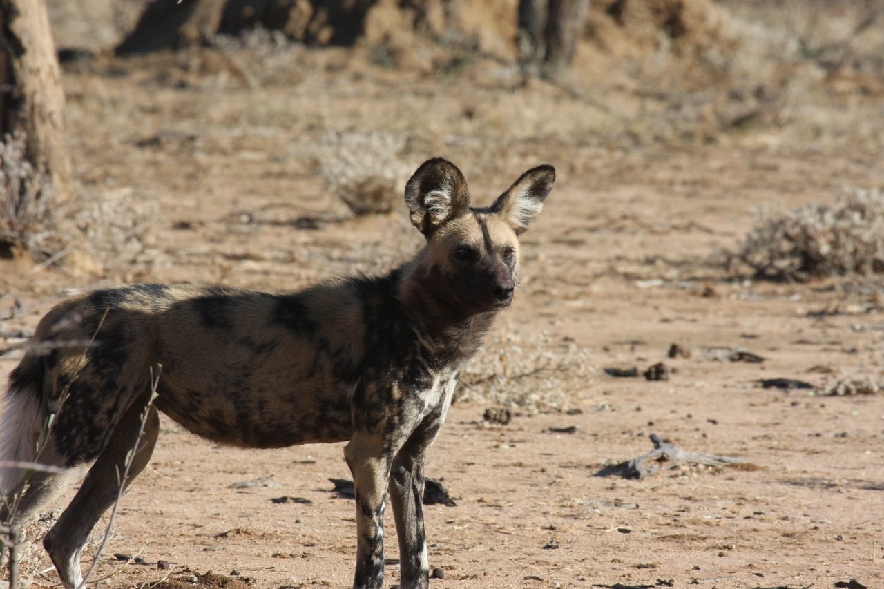 [1776] 2016_06_22_03_20_38_Africa_Canon_EOS_40D_IMG__00404.jpg