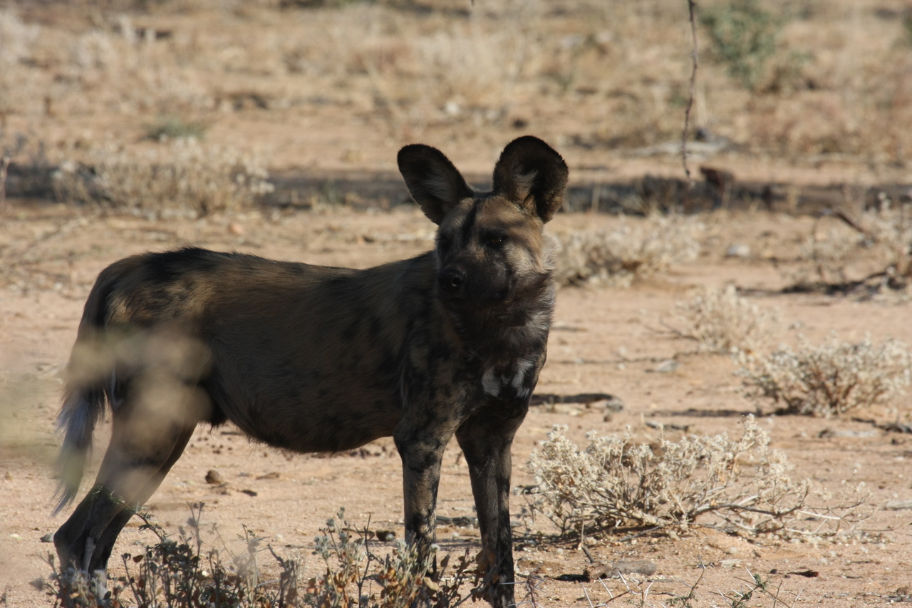 [1787] 2016_06_22_03_20_46_Africa_Canon_EOS_40D_IMG__07853.jpg