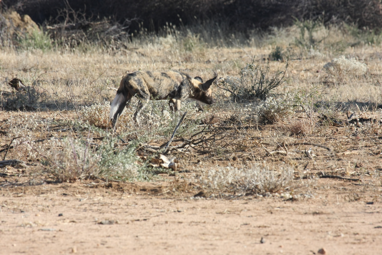 [1797] 2016_06_22_03_21_24_Africa_Canon_EOS_40D_IMG__07857.jpg