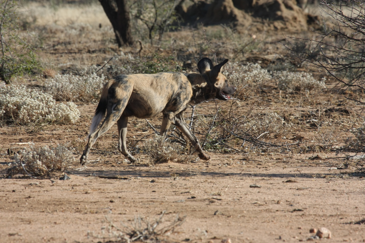 [1803] 2016_06_22_03_21_30_Africa_Canon_EOS_40D_IMG__07859.jpg
