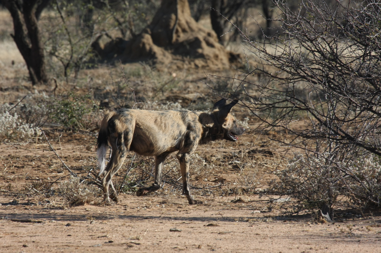 [1809] 2016_06_22_03_21_31_Africa_Canon_EOS_40D_IMG__07861.jpg