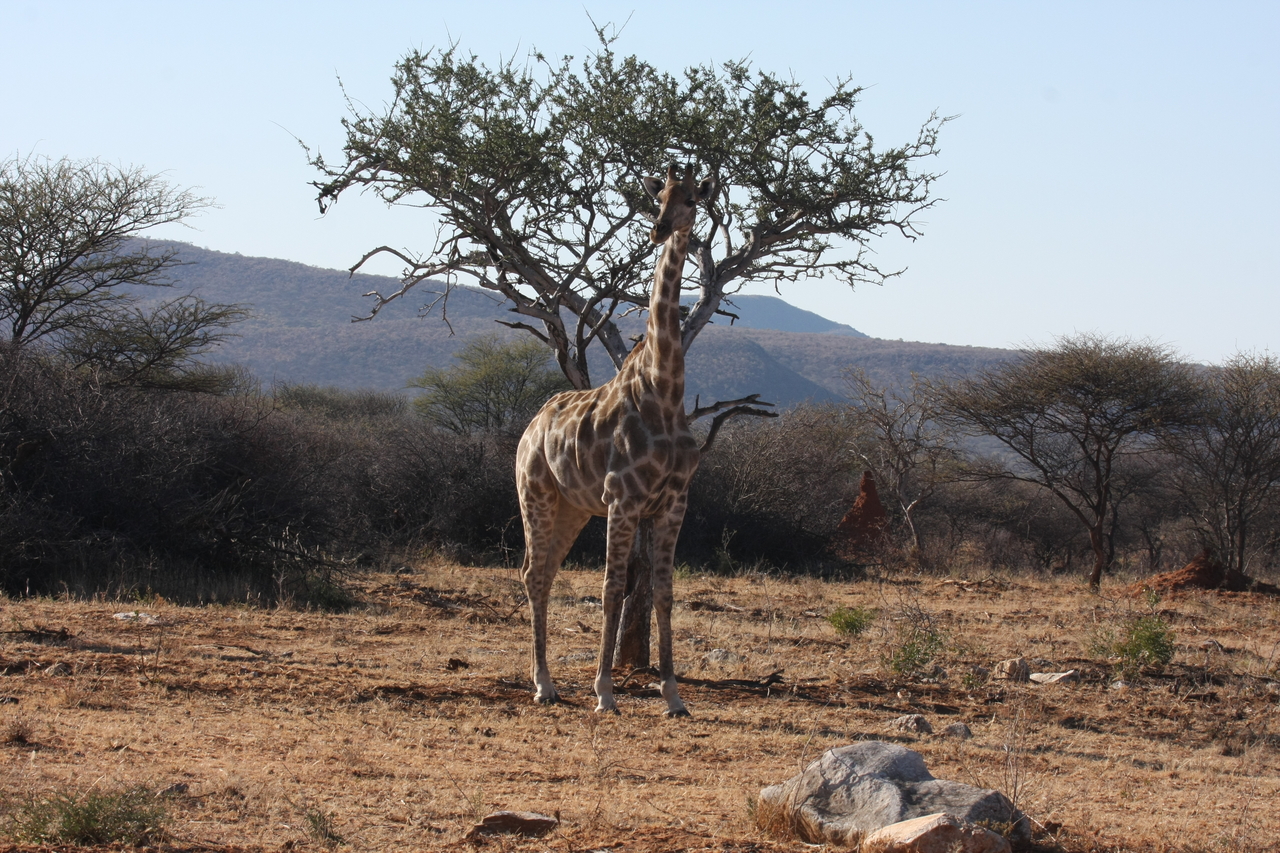 [1820] 2016_06_22_03_37_18_Africa_Canon_EOS_40D_IMG__07862.jpg