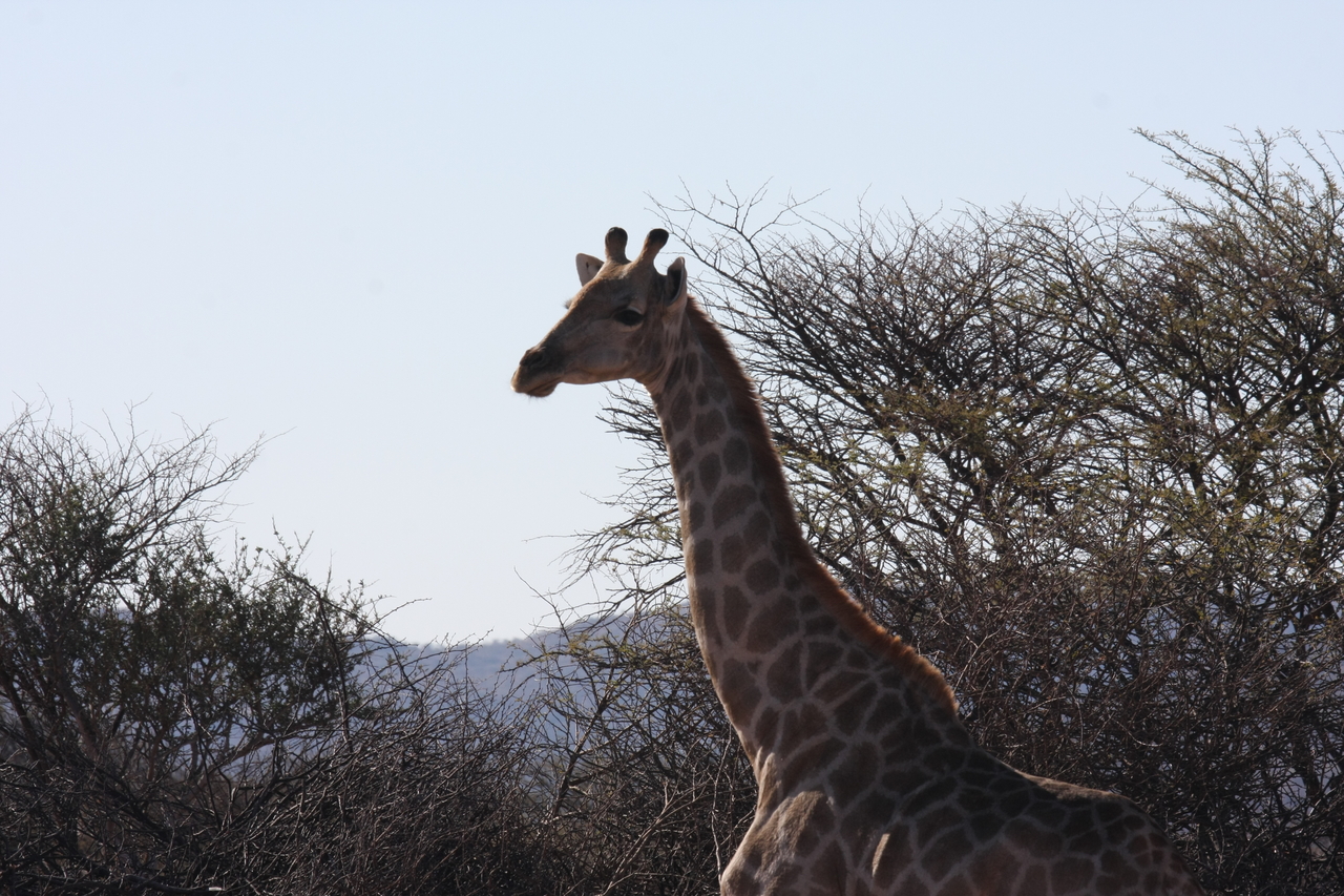 [1823] 2016_06_22_03_37_29_Africa_Canon_EOS_40D_IMG__07863.jpg