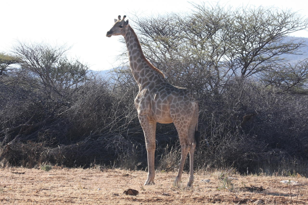 [1828] 2016_06_22_03_37_47_Africa_Canon_EOS_40D_IMG__07864.jpg