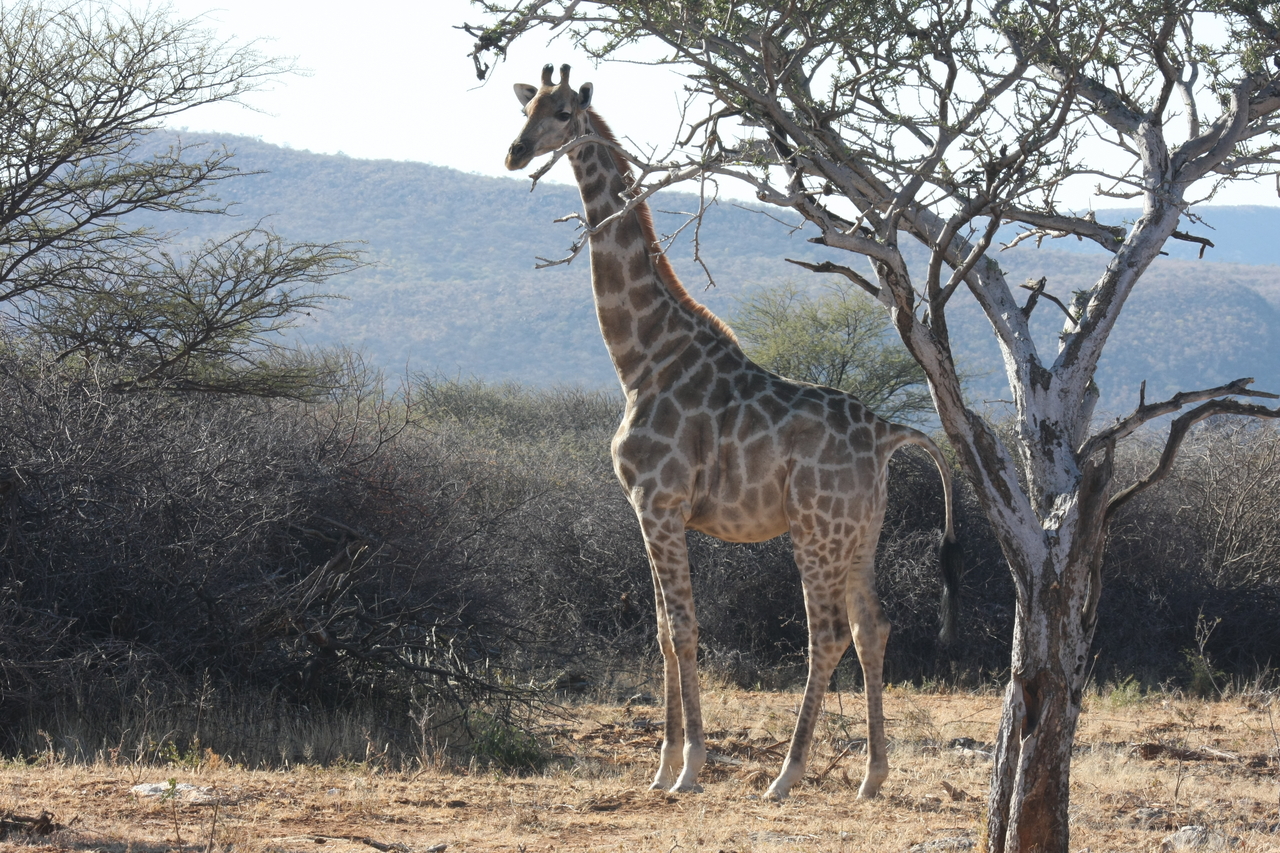 [1830] 2016_06_22_03_37_57_Africa_Canon_EOS_40D_IMG__00400.jpg