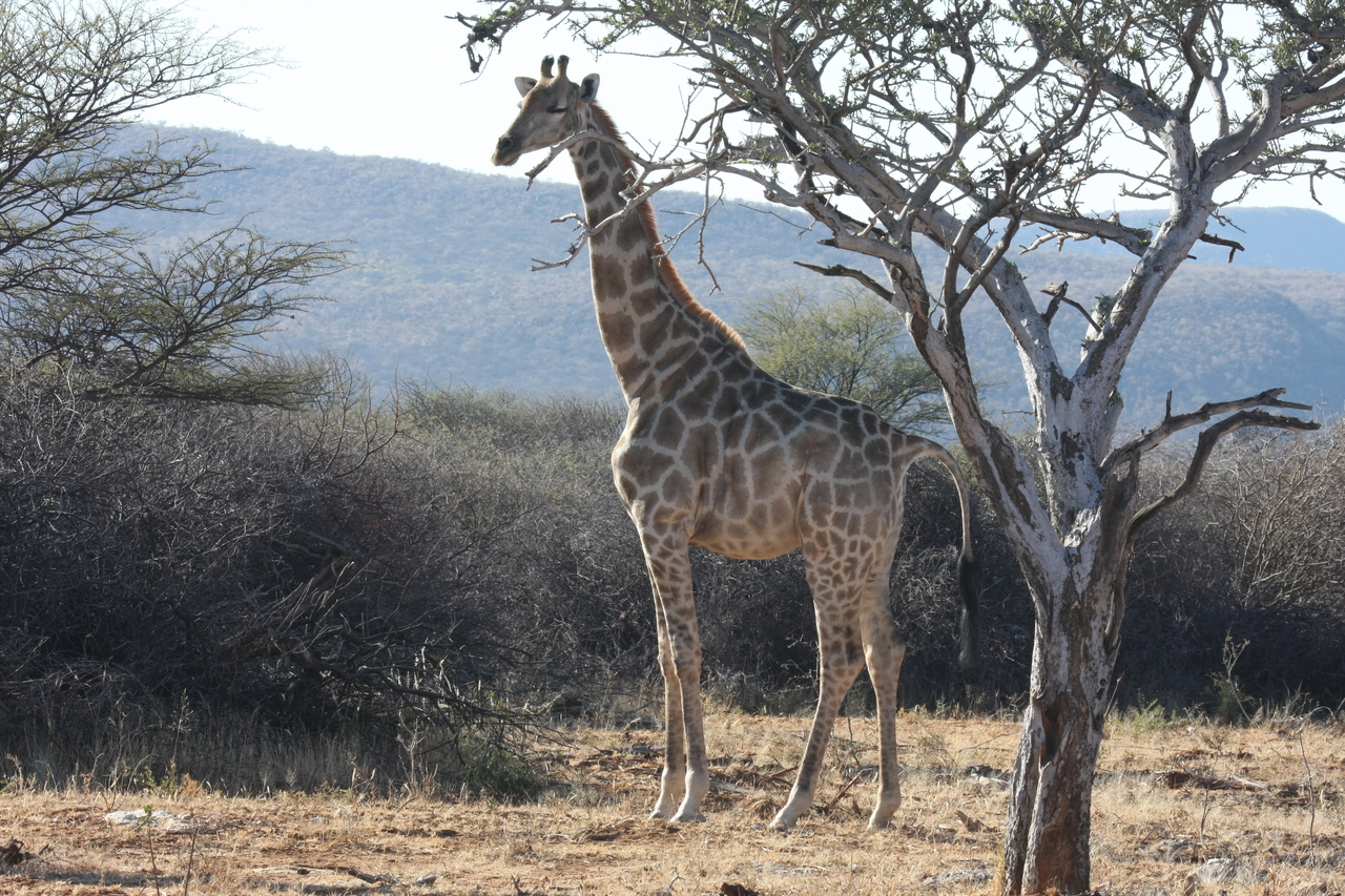 [1838] 2016_06_22_03_37_59_Africa_Canon_EOS_40D_IMG__07868.jpg