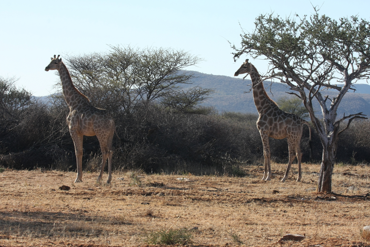 [1842] 2016_06_22_03_38_07_Africa_Canon_EOS_40D_IMG__00404.jpg