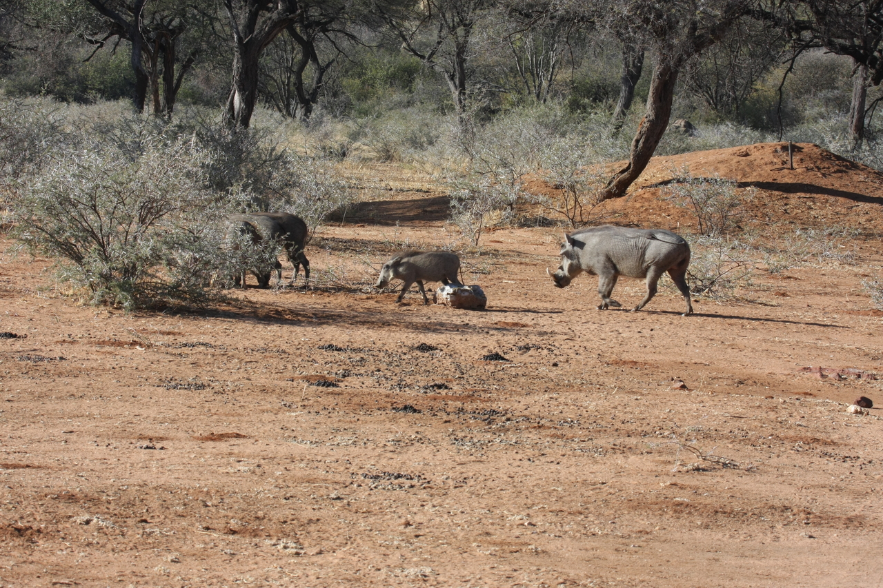 [1845] 2016_06_22_03_41_37_Africa_Canon_EOS_40D_IMG__00405.jpg
