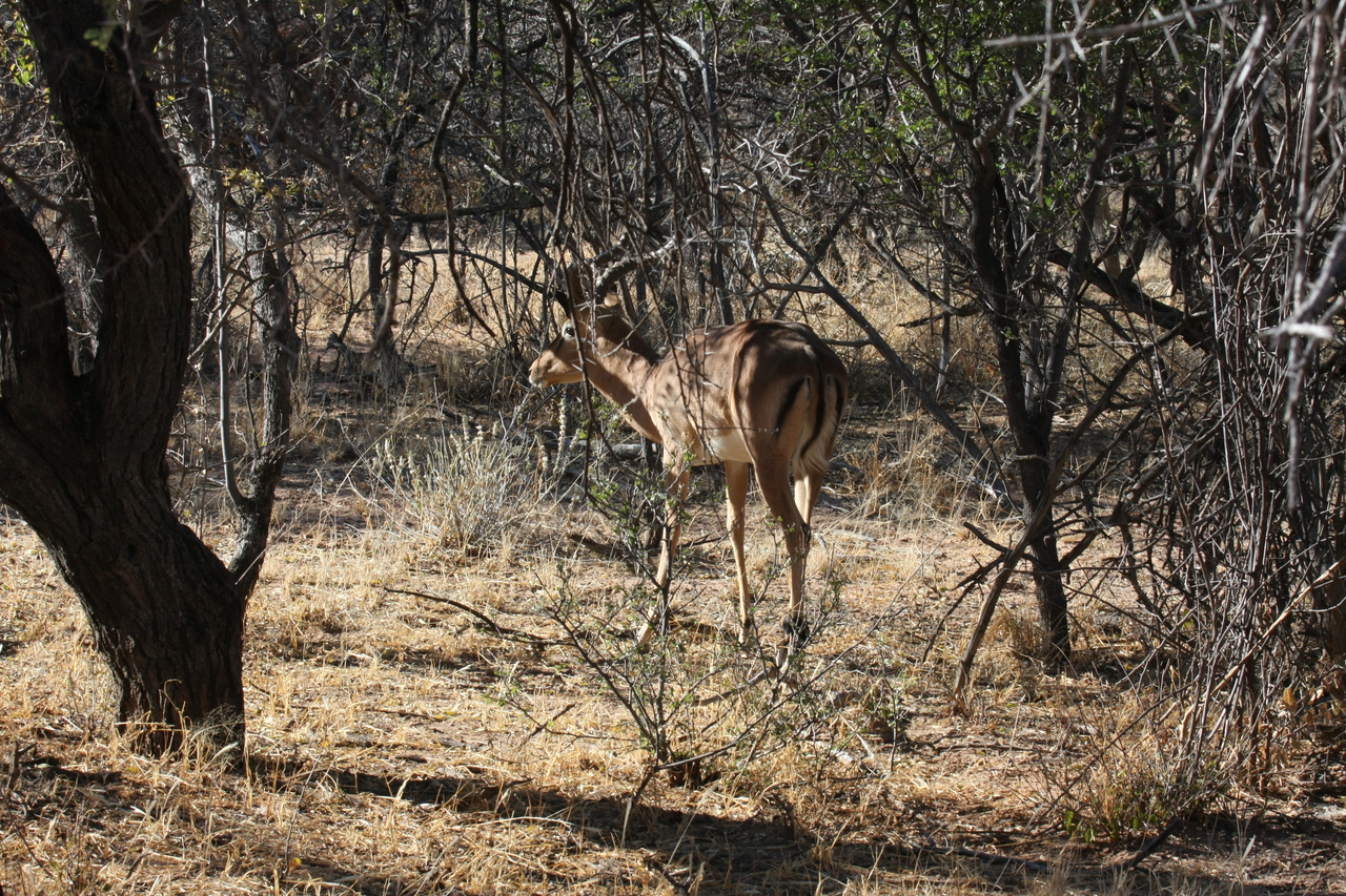 [1879] 2016_06_22_03_45_15_Africa_Canon_EOS_40D_IMG__07881.jpg