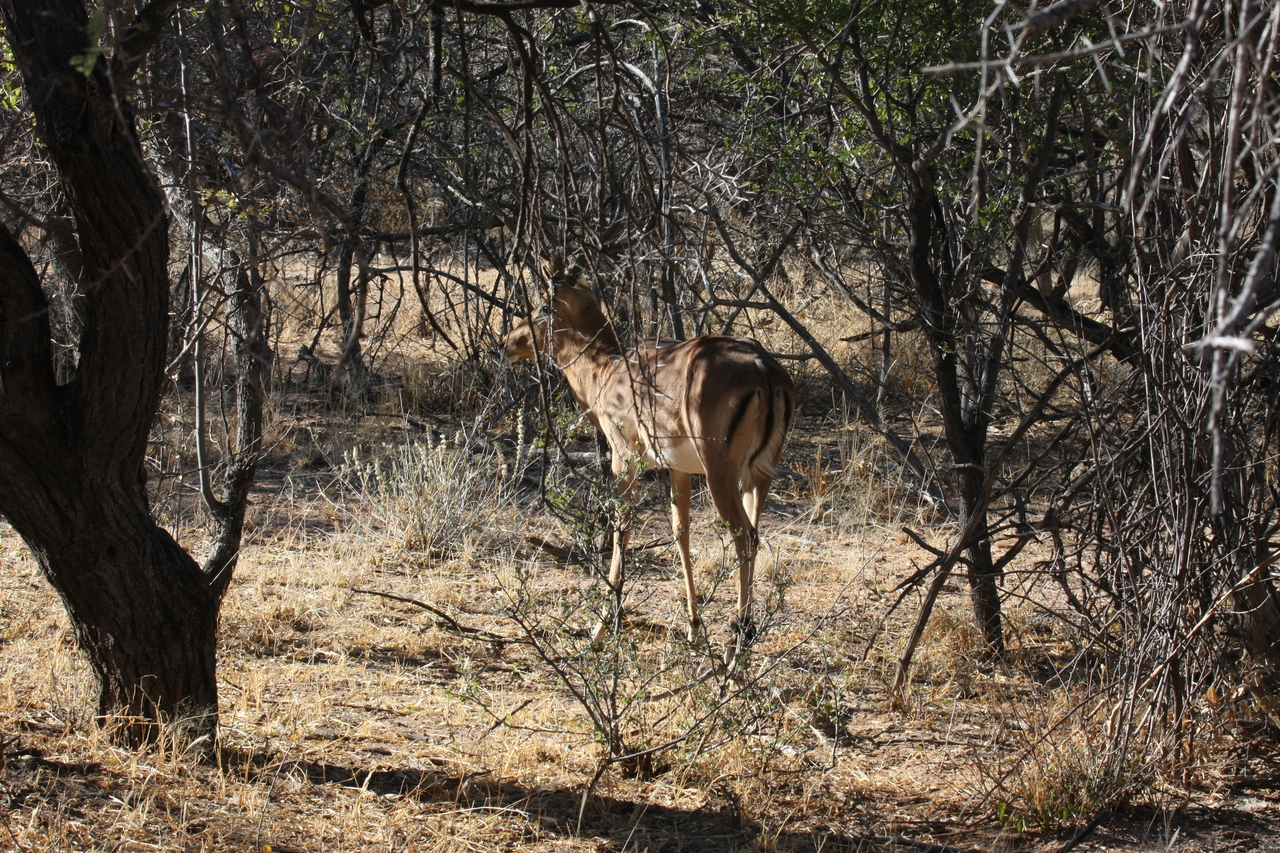 [1884] 2016_06_22_03_45_17_Africa_Canon_EOS_40D_IMG__00437.jpg