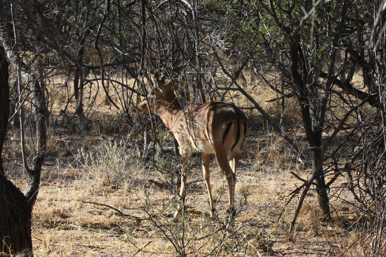 [1889] 2016_06_22_03_45_21_Africa_Canon_EOS_40D_IMG__07885.jpg