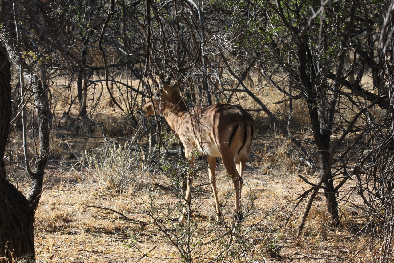 [1892] 2016_06_22_03_45_22_Africa_Canon_EOS_40D_IMG__00420.jpg