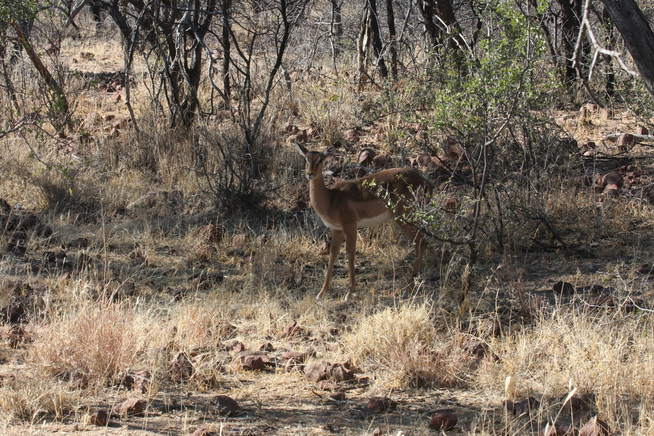 [1902] 2016_06_22_03_46_32_Africa_Canon_EOS_40D_IMG__00441.jpg