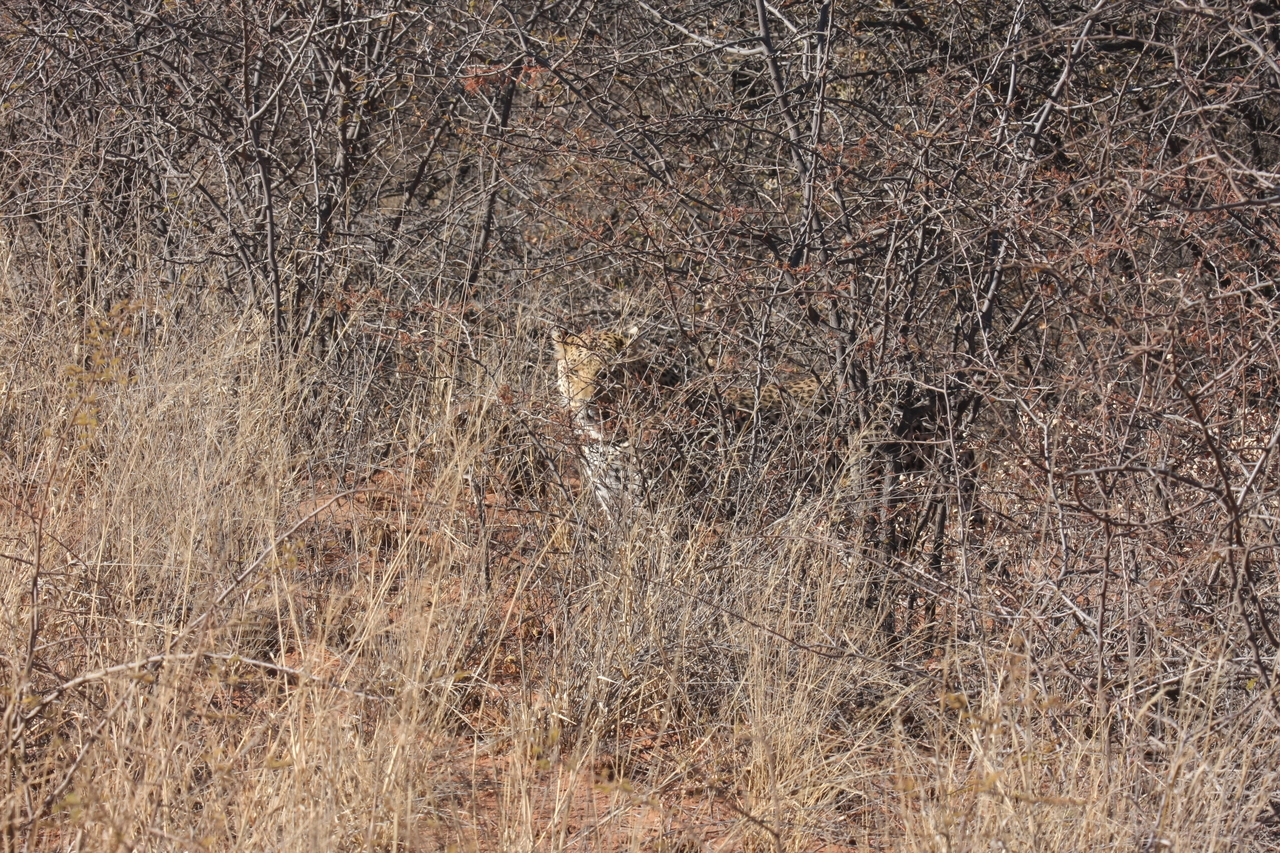 [1924] 2016_06_22_03_55_58_Africa_Canon_EOS_40D_IMG__07892.jpg