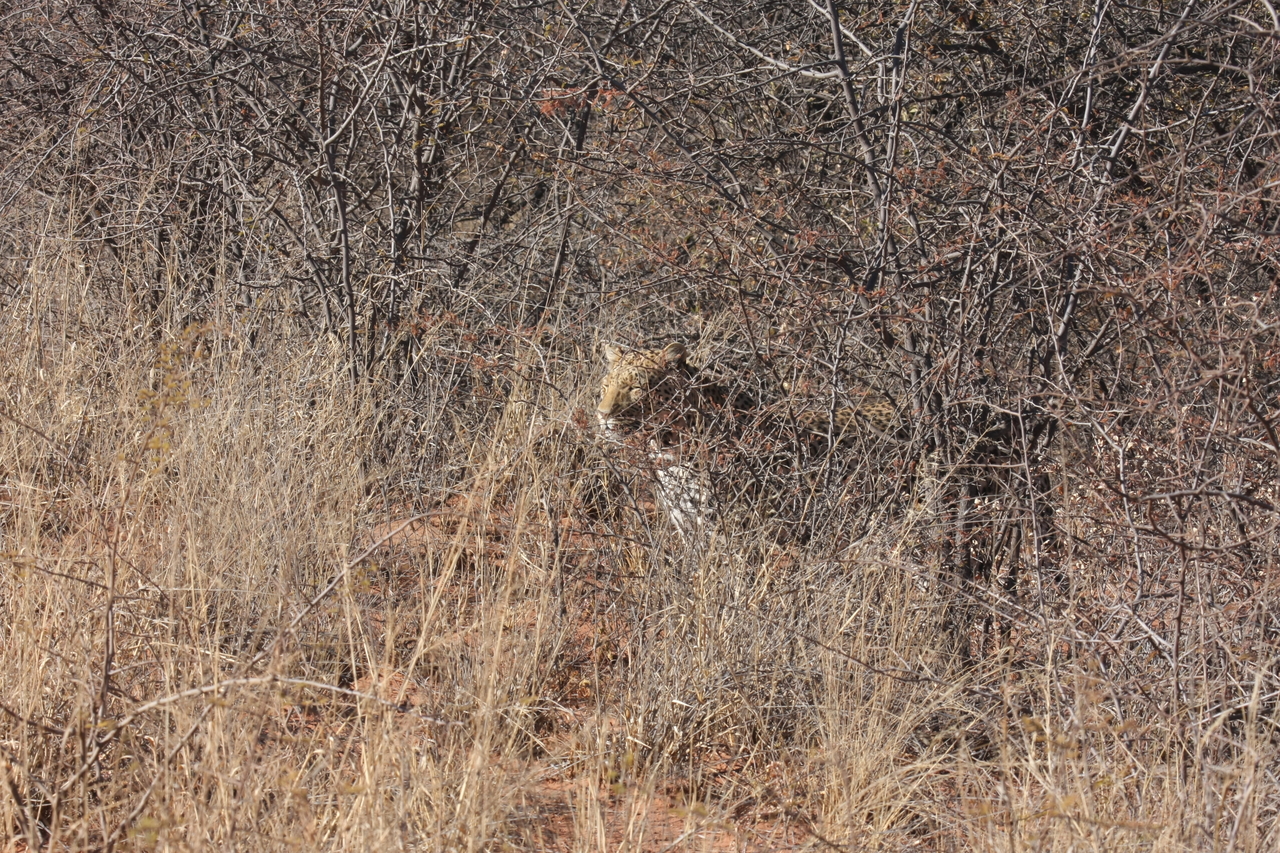[1941] 2016_06_22_03_56_03_Africa_Canon_EOS_40D_IMG__07897.jpg