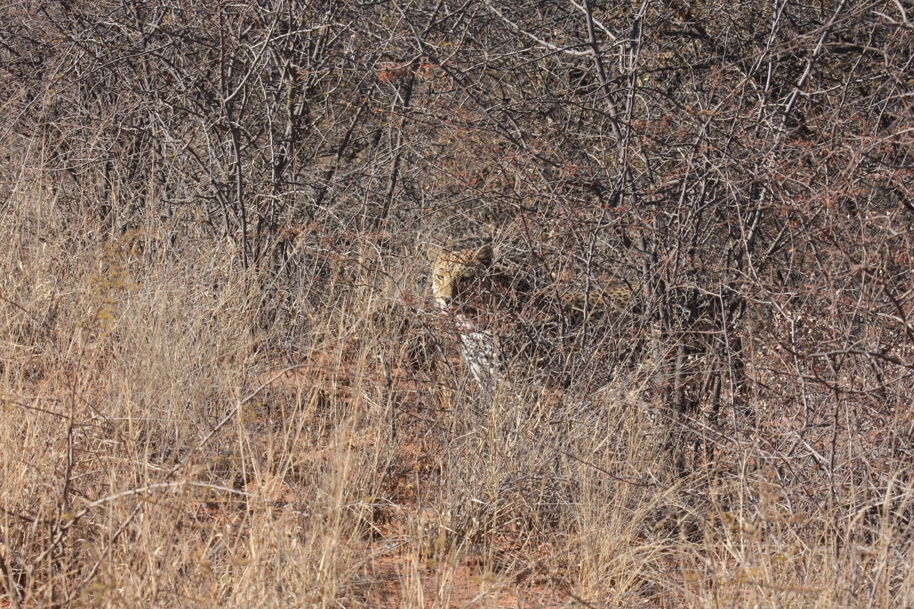 [1942] 2016_06_22_03_56_03_Africa_Canon_EOS_40D_IMG__07898.jpg