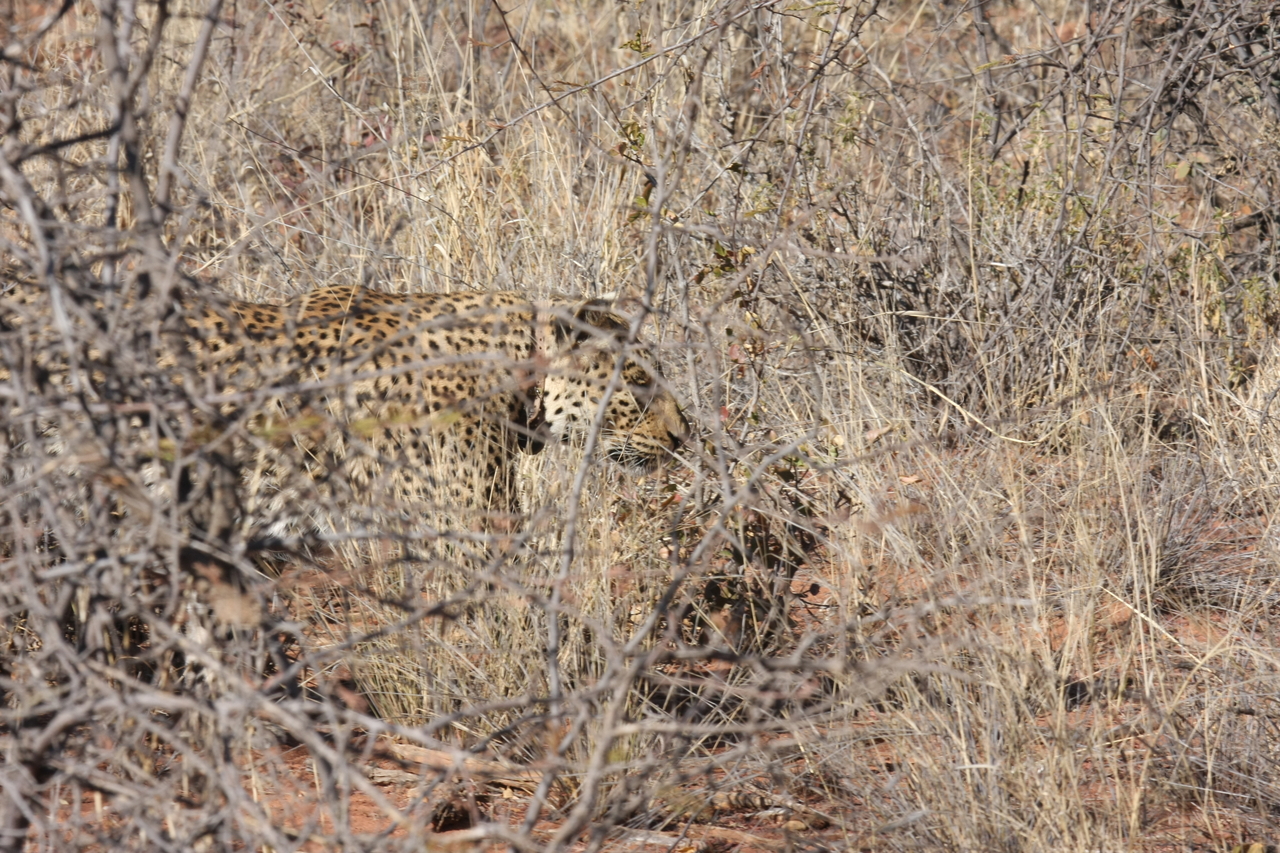 [1953] 2016_06_22_03_56_32_Africa_Canon_EOS_40D_IMG__07901.jpg