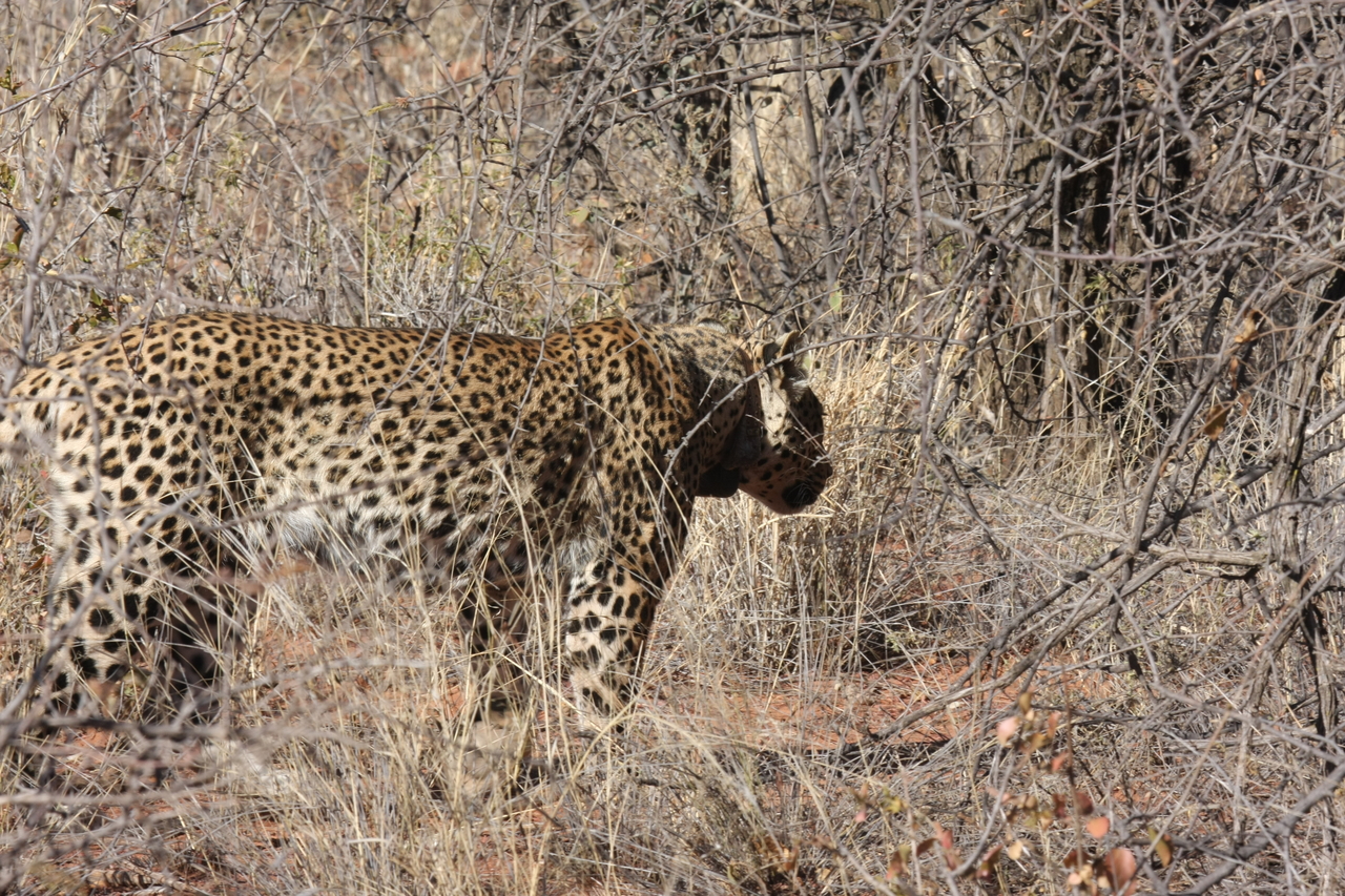 [1959] 2016_06_22_03_56_33_Africa_Canon_EOS_40D_IMG__00458.jpg