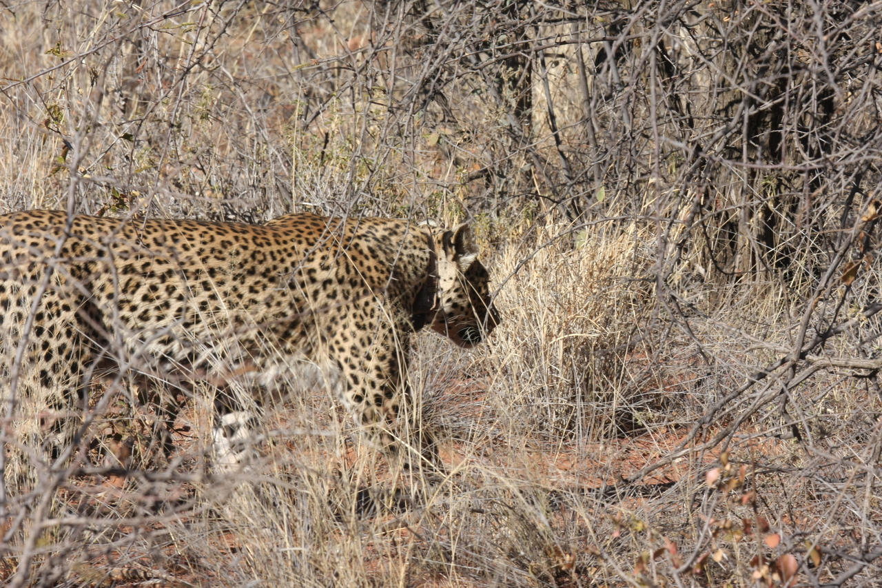 [1960] 2016_06_22_03_56_33_Africa_Canon_EOS_40D_IMG__07904.jpg