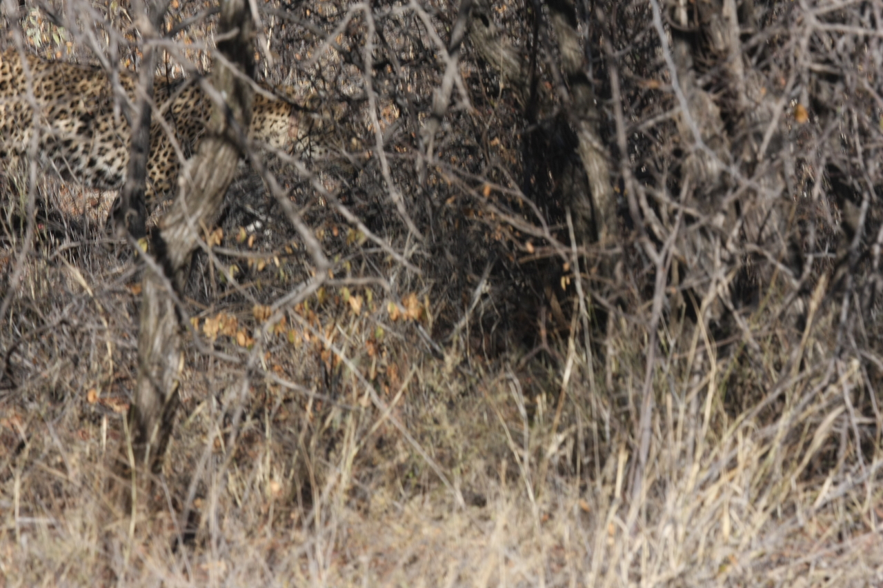 [1974] 2016_06_22_03_56_54_Africa_Canon_EOS_40D_IMG__00444.jpg
