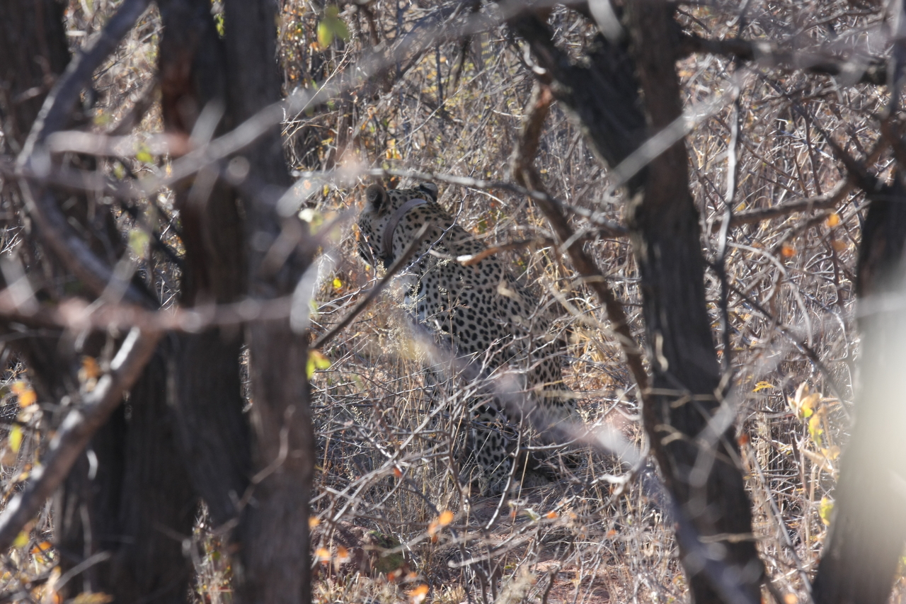 [1987] 2016_06_22_04_05_14_Africa_Canon_EOS_40D_IMG__00449.jpg