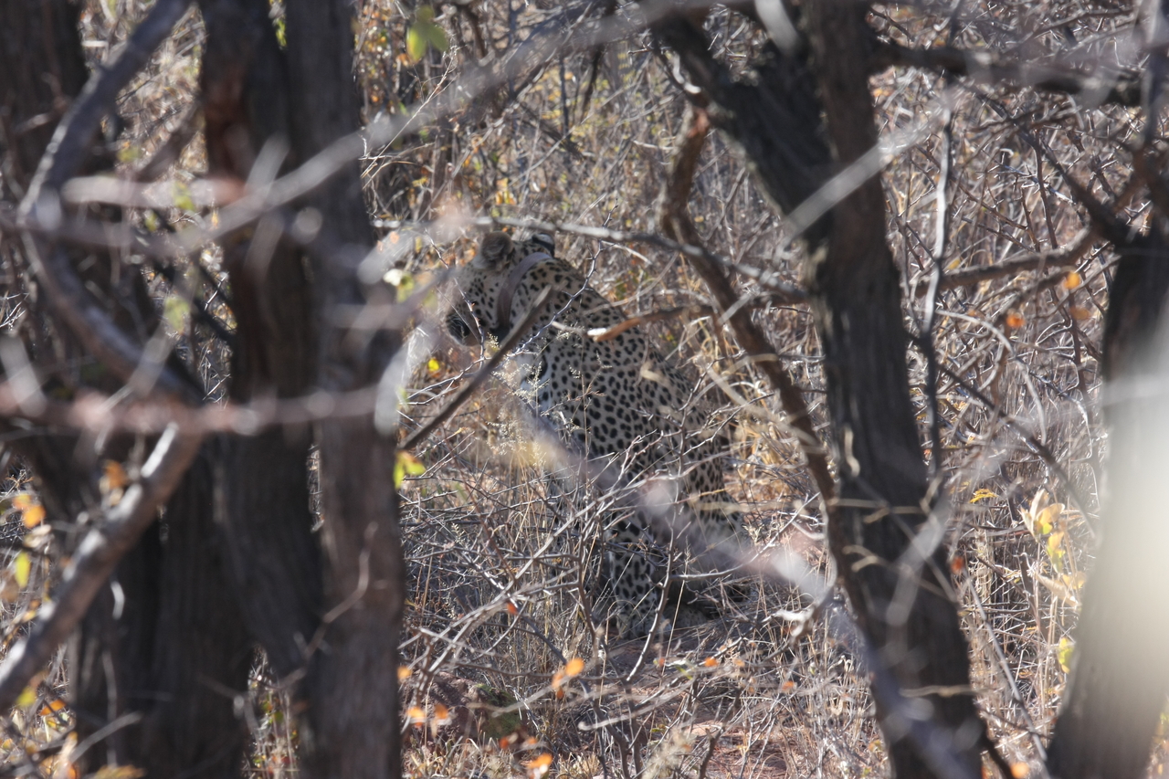 [1994] 2016_06_22_04_05_15_Africa_Canon_EOS_40D_IMG__07916.jpg