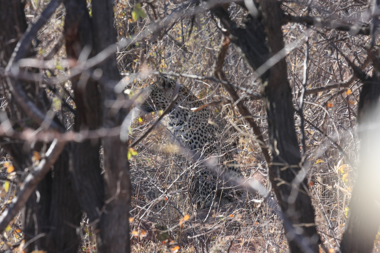 [2000] 2016_06_22_04_05_16_Africa_Canon_EOS_40D_IMG__07918.jpg