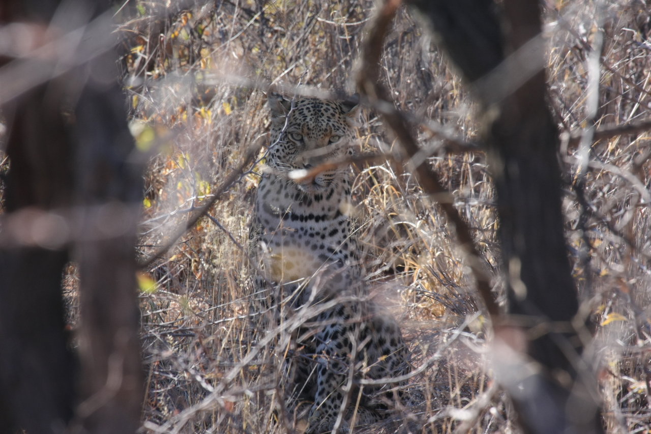 [2037] 2016_06_22_04_05_46_Africa_Canon_EOS_40D_IMG__07929.jpg